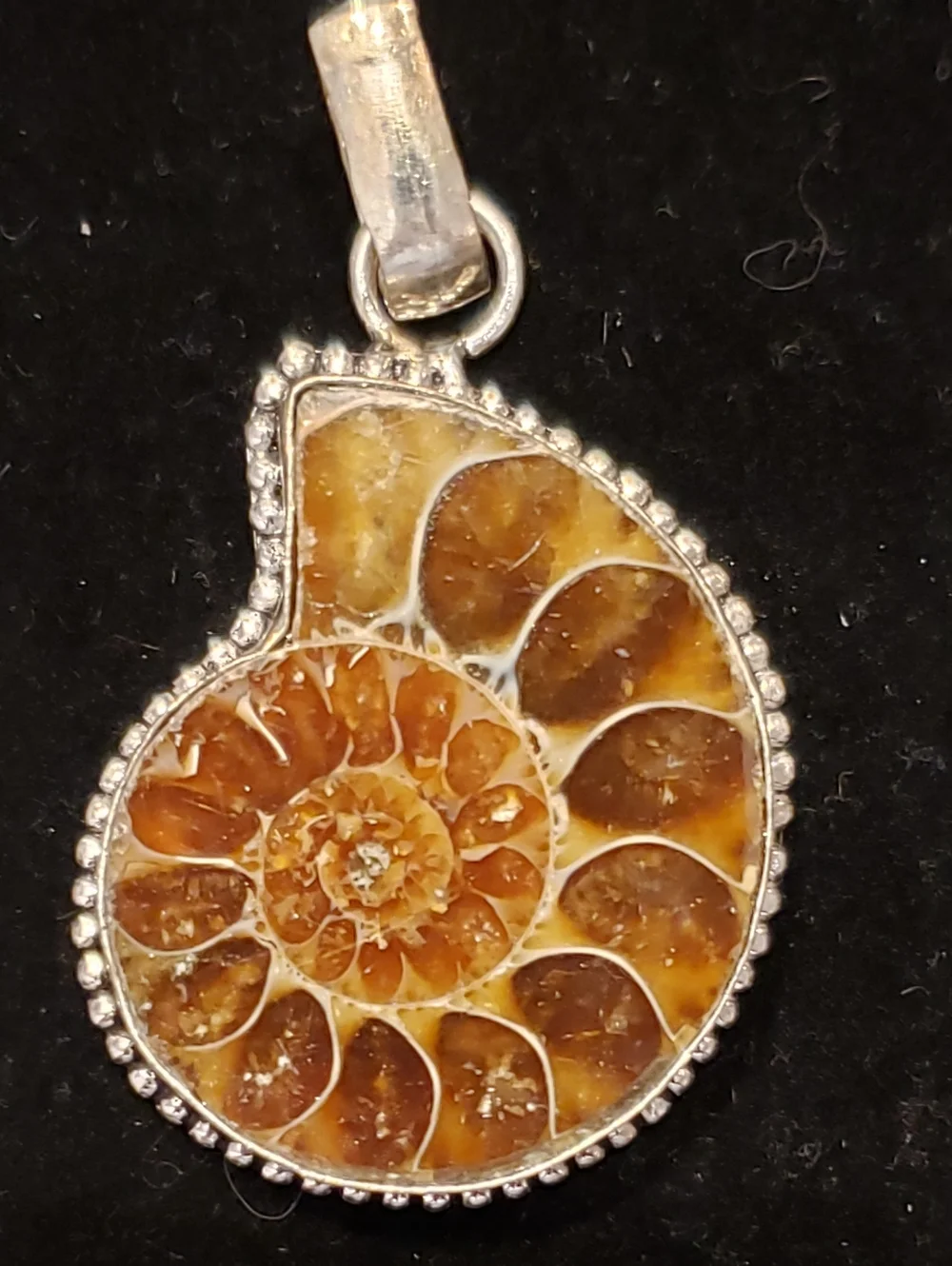 NEW Ammonite Fossil & Sterling Pendant, Polished & Stamped 925. Bisected Fossil. - Picture 1 of 4